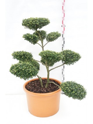 Rinčiuotasis bugienis (Lot Ilex cren.) 'Glory Gem' BONSAI 80-100CM C60-BUGIENIAI-KRŪMAI