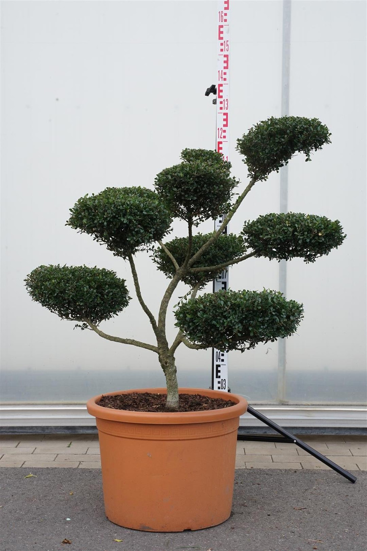 Rinčiuotasis bugienis (Lot Ilex cren.) 'Glory Gem' BONSAI 80-100 C50-BUGIENIAI-KRŪMAI
