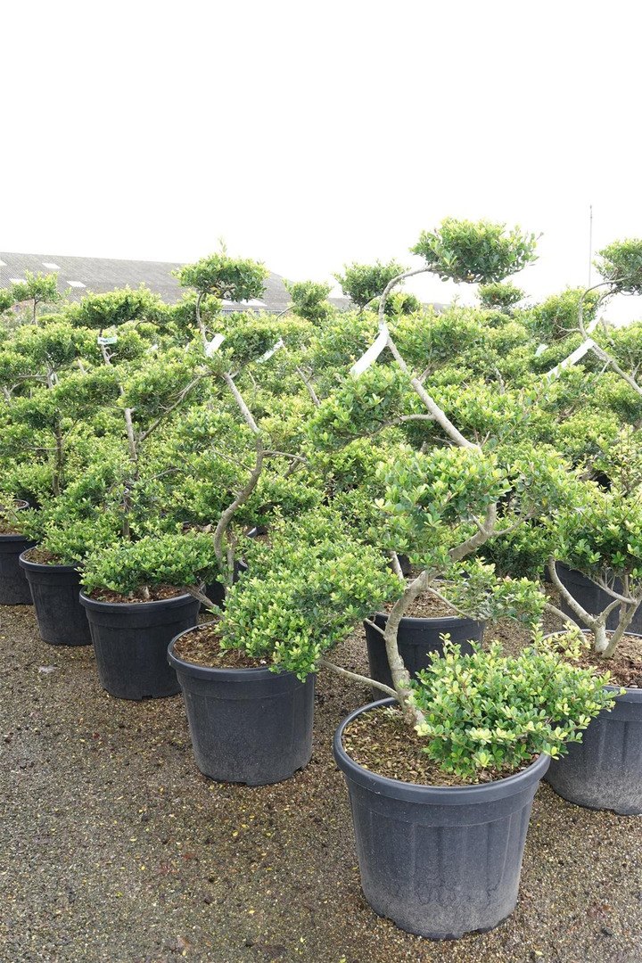 Rinčiuotasis bugienis (Lot Ilex cren.) 'Green Hedge' BONSAI 12 CM C55-BUGIENIAI-KRŪMAI