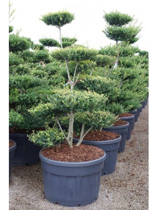 Rinčiuotasis bugienis (Lot Ilex cren.) 'Green Hedge' BONSAI 150-175 C230-BUGIENIAI-KRŪMAI