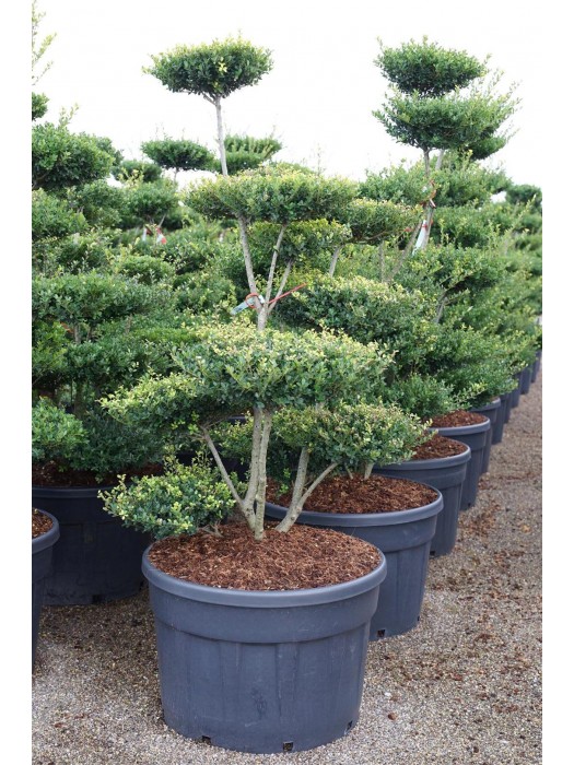 Rinčiuotasis bugienis (Lot Ilex cren.) 'Green Hedge' BONSAI 150-175 C230-BUGIENIAI-KRŪMAI