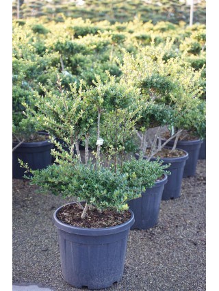 Rinčiuotasis bugienis (Lot Ilex cren.) 'Green Hedge' BONSAI 80-100CM C45-BUGIENIAI-KRŪMAI