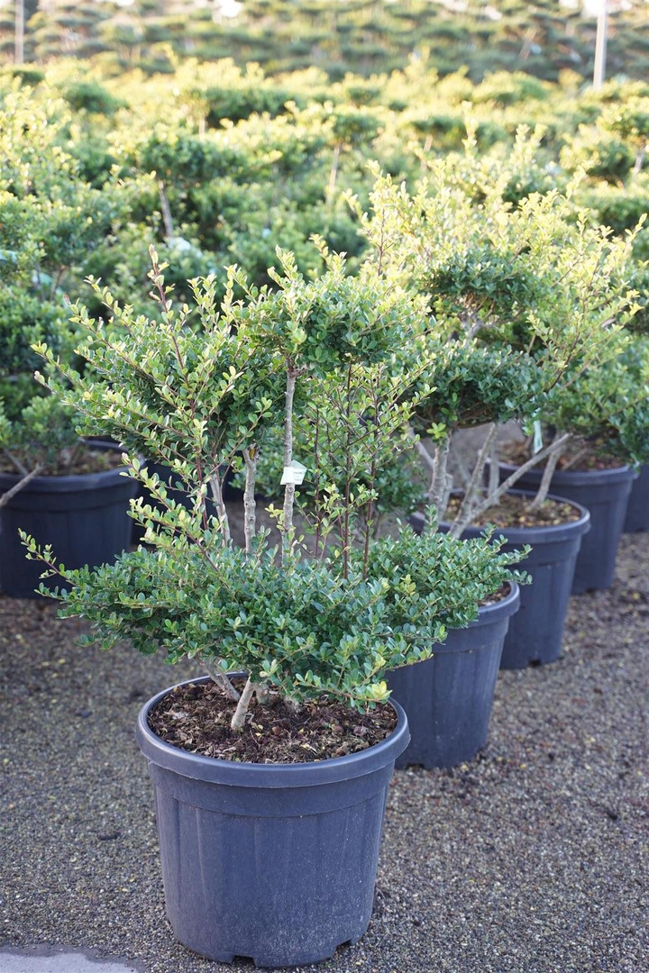 Rinčiuotasis bugienis (Lot Ilex cren.) 'Green Hedge' BONSAI 80-100CM C45-BUGIENIAI-KRŪMAI
