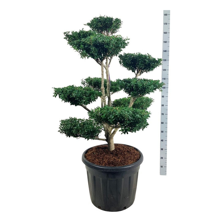 Rinčiuotasis bugienis (Lot Ilex cren.) 'Green Lustre' BONSAI 100-125 C70-BUGIENIAI-KRŪMAI