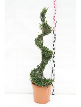 Rinčiuotasis bugienis (Lot Ilex cren.) 'Kin Me' SPIRAL C15-BUGIENIAI-KRŪMAI