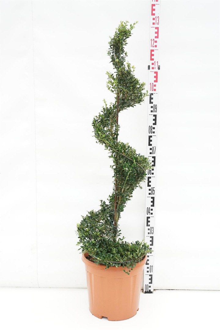 Rinčiuotasis bugienis (Lot Ilex cren.) 'Kin Me' SPIRAL C15-BUGIENIAI-KRŪMAI