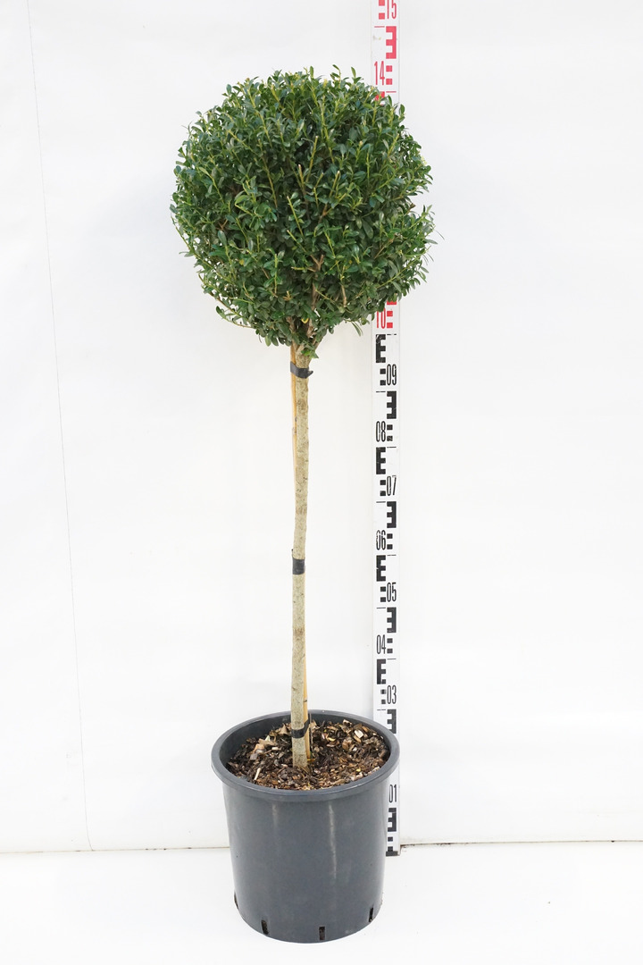 Rinčiuotasis bugienis (Lot Ilex cren.