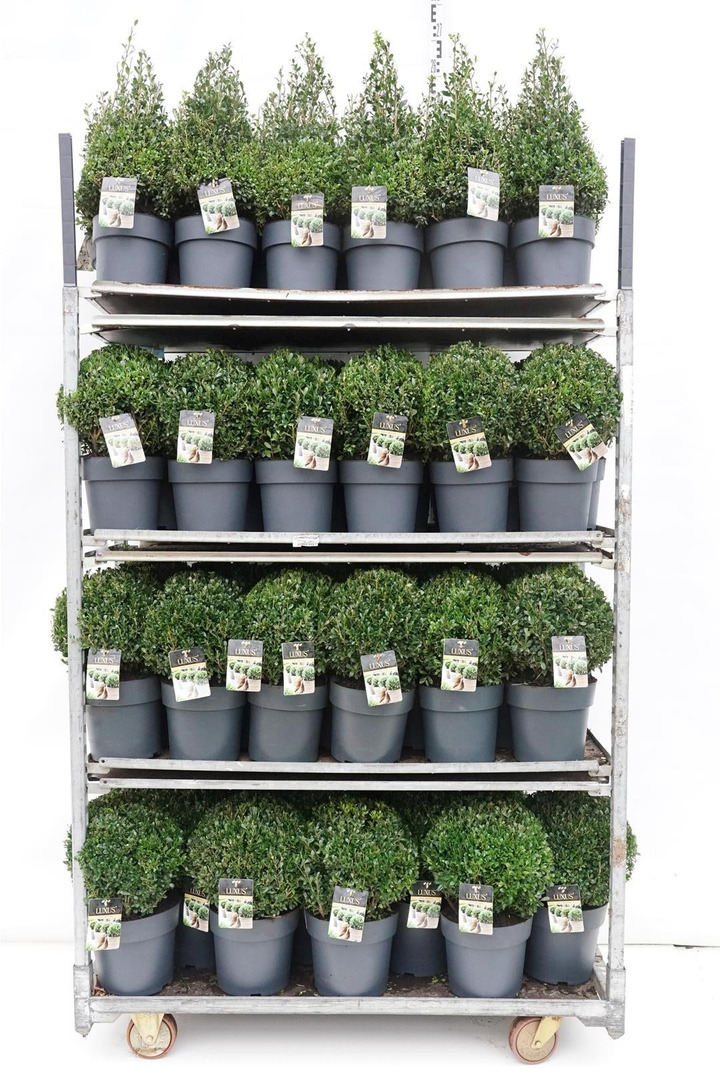 Rinčiuotasis bugienis (Lot Ilex cren.) 'Luxus' MIX 18x Pyramid 40-50 CM C4/P21 + 17x Ball 25-28 CM C5/P23 + 24x Ball