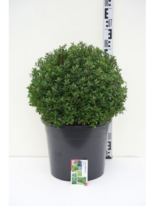 Rinčiuotasis bugienis (Lot Ilex cren.) 'Maxima' 40-45 CM RUTULYS C20-BUGIENIAI-KRŪMAI