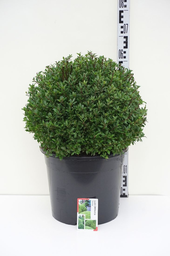 Rinčiuotasis bugienis (Lot Ilex cren.) 'Maxima' 40-45 CM RUTULYS C20-BUGIENIAI-KRŪMAI
