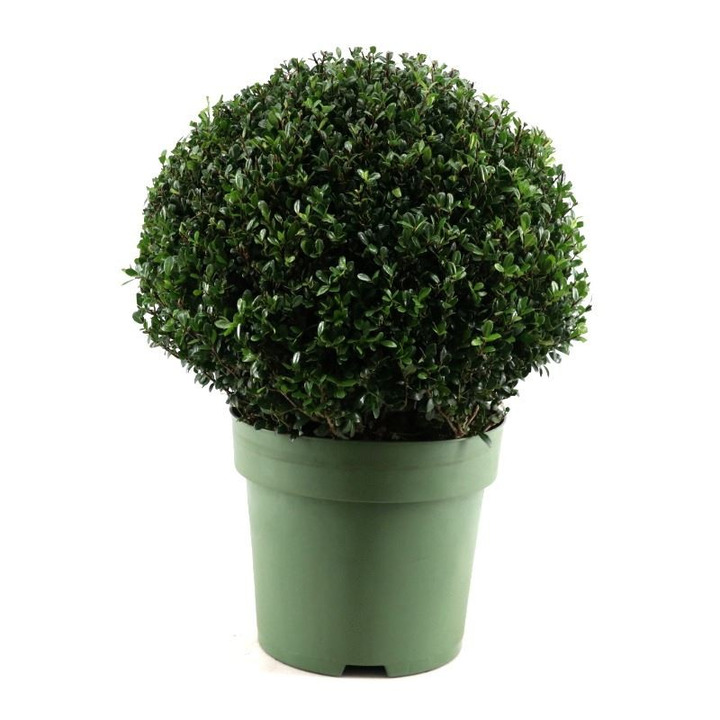 Rinčiuotasis bugienis (Lot Ilex crenata) 50/+ CM RUTULYS C30-BUGIENIAI-KRŪMAI