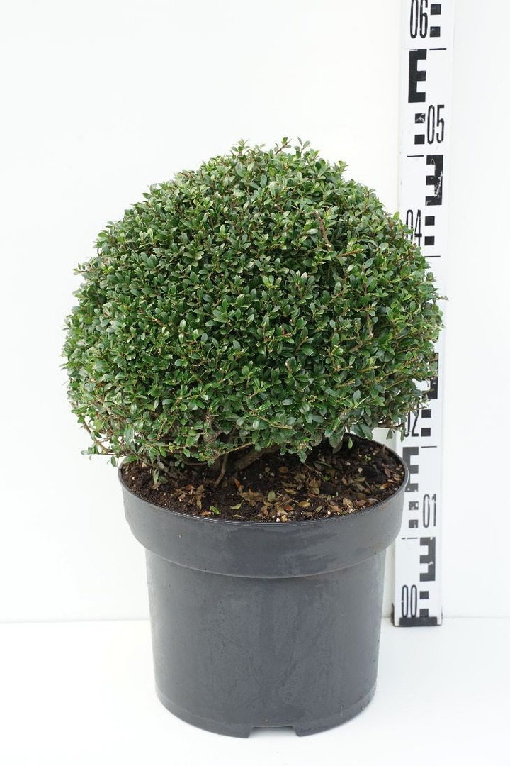 Rinčiuotasis bugienis (Lot Ilex cren.) 'Stokes' 30-35 CM RUTULYS C10-BUGIENIAI-KRŪMAI