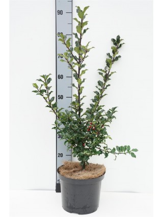 Bugienis (Lot Ilex mes.) 'Blue Princess' C5/P23 30-40 CM-BUGIENIAI-KRŪMAI