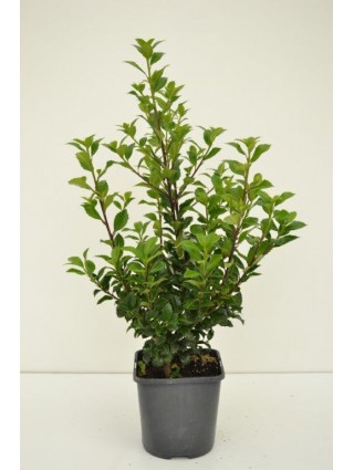 Bugienis (Lot Ilex mes.) 'Heckenstar' C2/P17 30-40 CM-BUGIENIAI-KRŪMAI