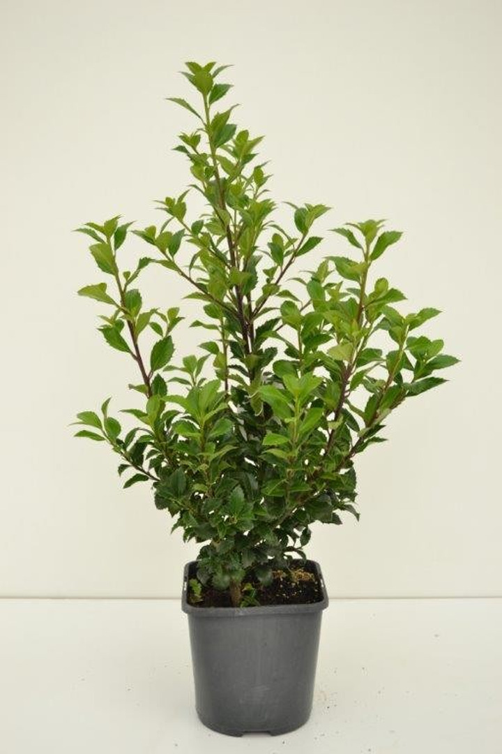 Bugienis (Lot Ilex mes.) 'Heckenstar' C2/P17 30-40 CM-BUGIENIAI-KRŪMAI