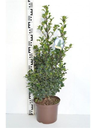 Bugienis (Lot Ilex mes.) 'Heckenstar' C5/P23 40-50 CM-BUGIENIAI-KRŪMAI