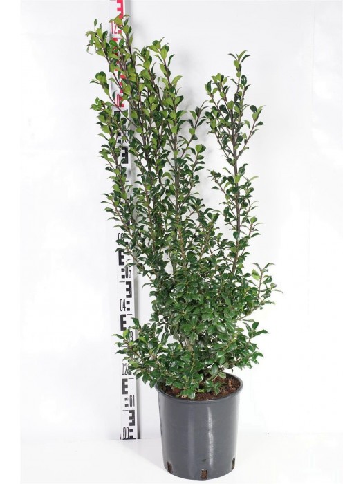 Bugienis (Lot Ilex mes.) 'Heckenstar' C10 80-100 CM-BUGIENIAI-KRŪMAI