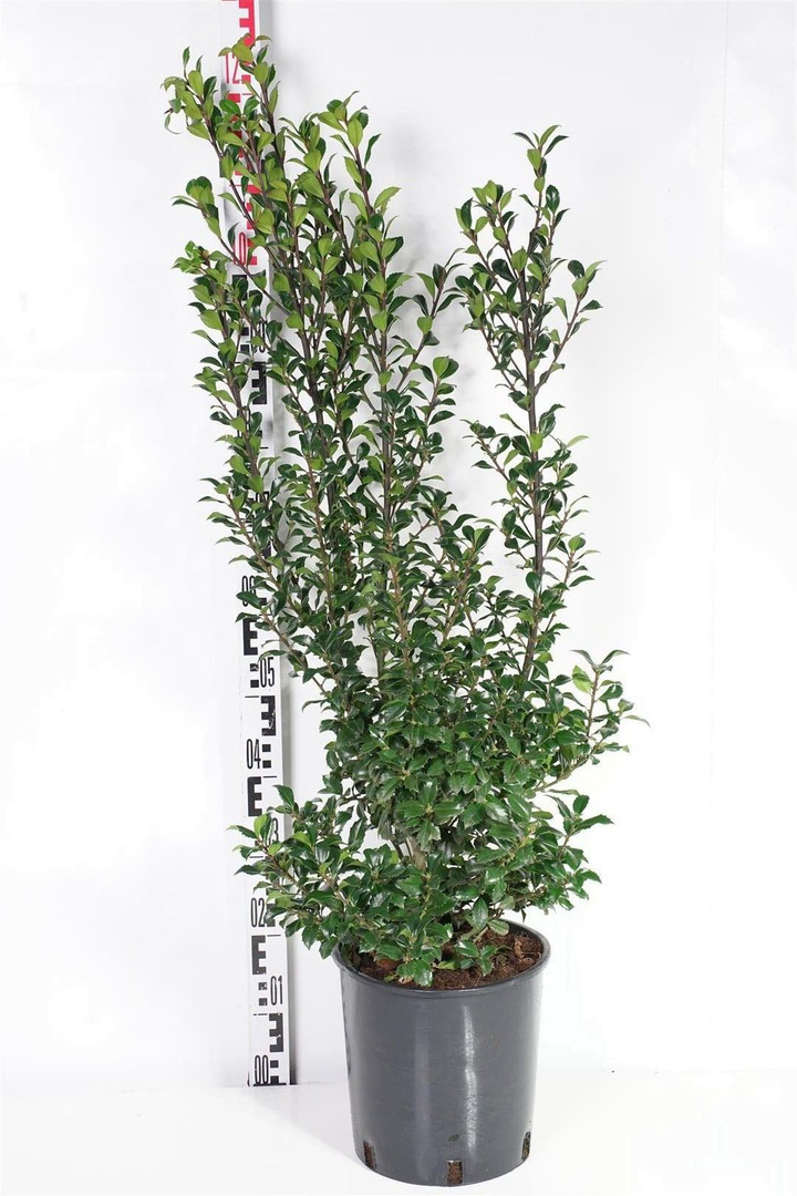 Bugienis (Lot Ilex mes.) 'Heckenstar' C10 80-100 CM-BUGIENIAI-KRŪMAI