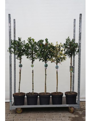 Bugienis bugienis (Lot Ilex in cultivars) C7,5/P26 KOTAS 60 CM MIX LAJA 40 CM * Mix of JC V TOL / PYRAMIDALIS /