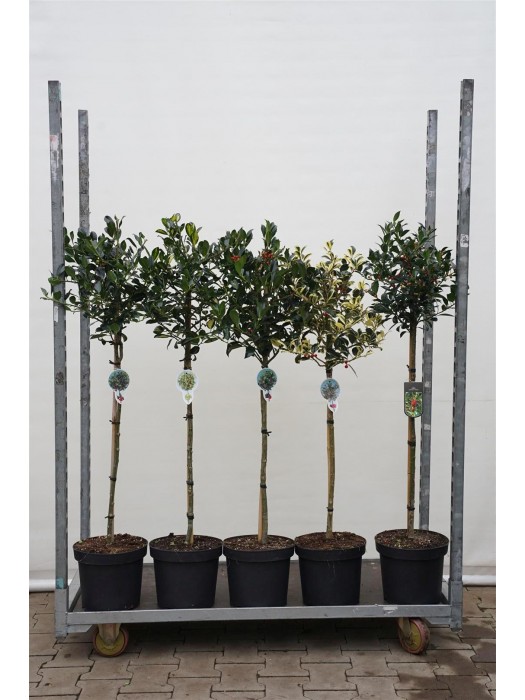 Bugienis bugienis (Lot Ilex in cultivars) C7,5/P26 KOTAS 60 CM MIX LAJA 40 CM * Mix of JC V TOL / PYRAMIDALIS /