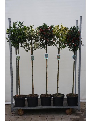 Bugienis bugienis (Lot Ilex in cultivars) C7,5/P26 KOTAS 90 CM MIX LAJA 40-50 CM * Mix of BLUE PRINCESS/ PYRAMIDALIS /