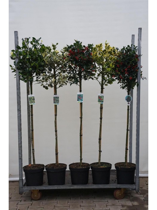 Bugienis bugienis (Lot Ilex in cultivars) C7,5/P26 KOTAS 90 CM MIX LAJA 40-50 CM * Mix of BLUE PRINCESS/ PYRAMIDALIS /