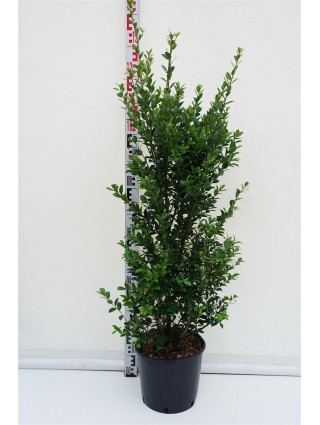 Bugienis maximowicziana (Lot Ilex maximowicziana) C10 80-100 CM-BUGIENIAI-KRŪMAI