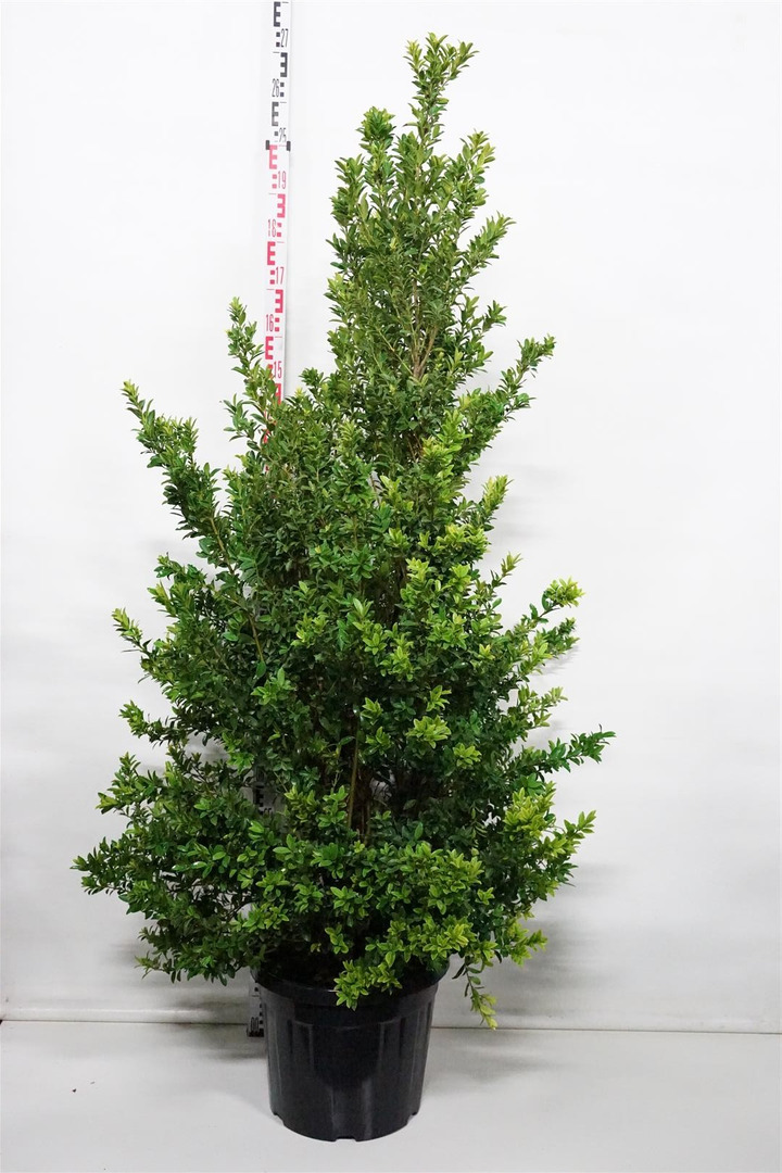 Bugienis maximowicziana (Lot Ilex maximowicziana) C35 150-175 CM-BUGIENIAI-KRŪMAI
