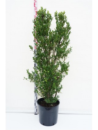 Bugienis maximowicziana (Lot Ilex maximowicziana) C18 12 CM-BUGIENIAI-KRŪMAI