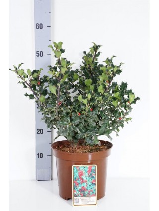 Bugienis (Lot Ilex mes.) 'Blue Angel' C5/P23 30-40 CM-BUGIENIAI-KRŪMAI