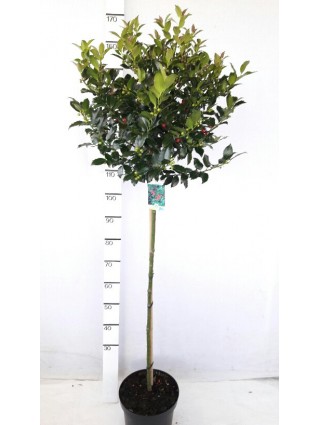 Bugienis (Lot Ilex mes.) 'Blue Maid' C7,5/P26 KOTAS 90 CM-BUGIENIAI-KRŪMAI