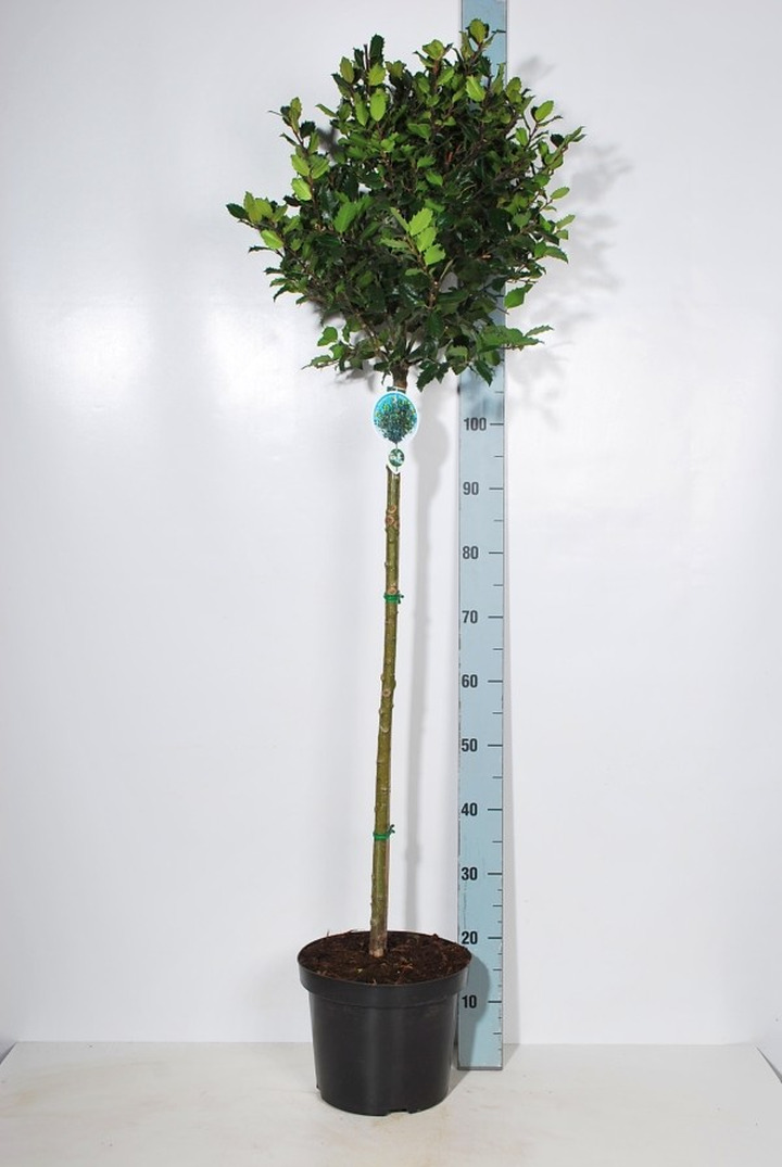 Bugienis (Lot Ilex mes.) 'Blue Prince' C7,5/P26 KOTAS 90 CM-BUGIENIAI-KRŪMAI