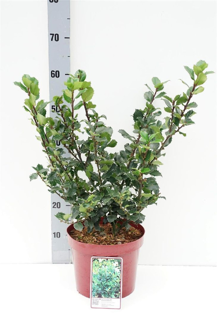 Bugienis (Lot Ilex mes.) 'Blue Prince' C5/P23 30-40 CM-BUGIENIAI-KRŪMAI