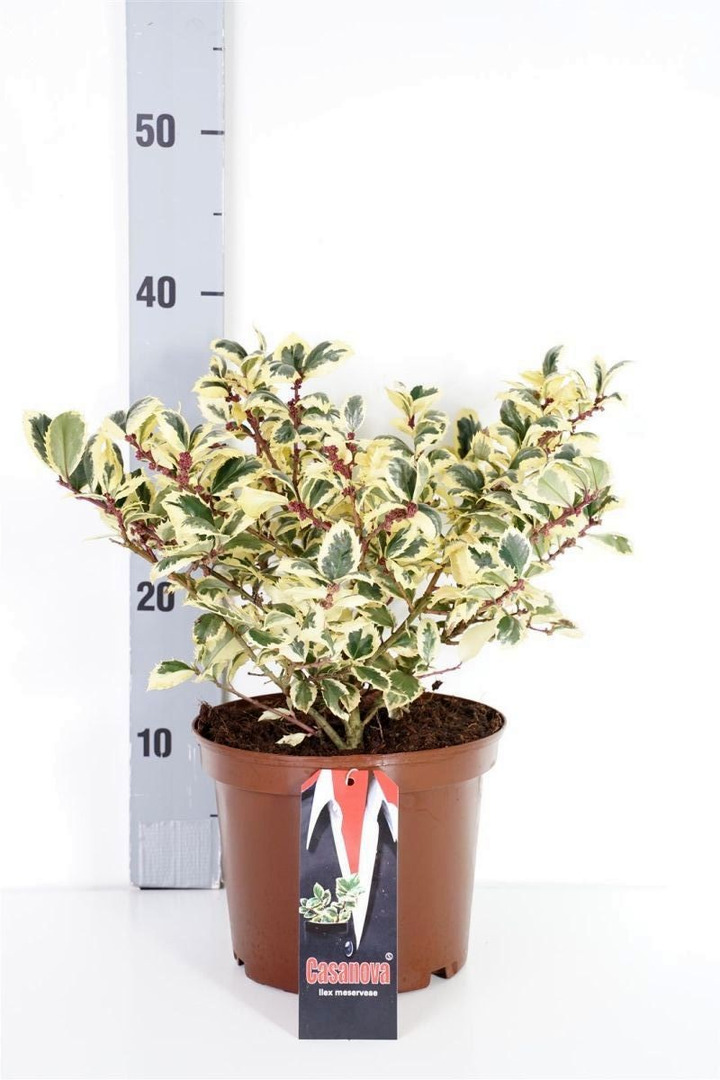 Bugienis (Lot Ilex mes.) 'Casanova' C3/P19 25-30 CM-BUGIENIAI-KRŪMAI