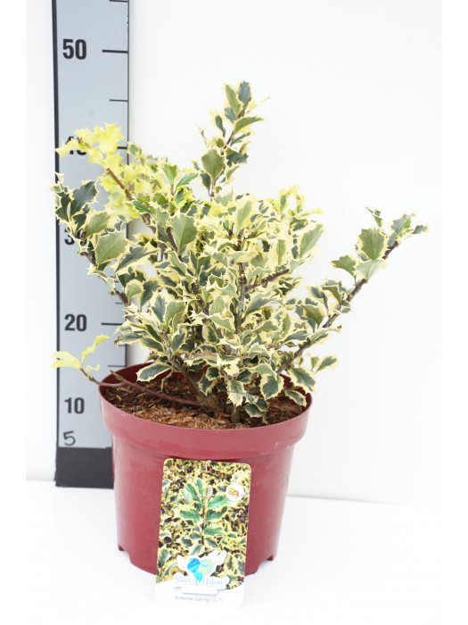 Bugienis (Lot Ilex mes.) 'Golden Angel' C5/P23 25-30 CM-BUGIENIAI-KRŪMAI