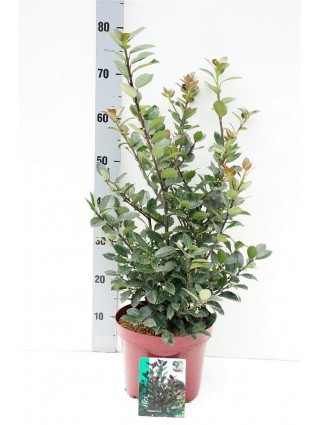 Bugienis (Lot Ilex mes.) 'Heckenblau' C5/P23 40-50 CM-BUGIENIAI-KRŪMAI