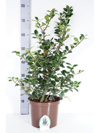 Bugienis (Lot Ilex mes.) 'Heckenfee' C5/P23 40-50 CM-BUGIENIAI-KRŪMAI