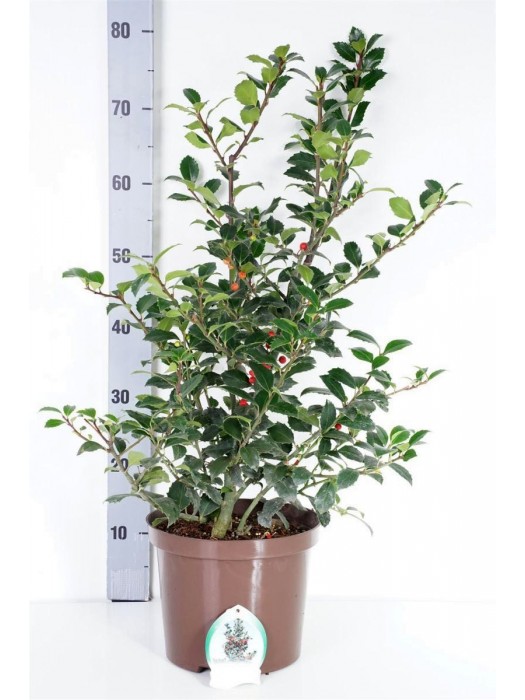 Bugienis (Lot Ilex mes.) 'Heckenfee' C5/P23 40-50 CM-BUGIENIAI-KRŪMAI