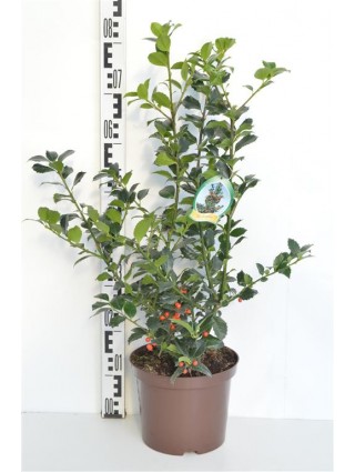 Bugienis (Lot Ilex mes.) 'Heckenfee' C5/P23 40-50 CM-BUGIENIAI-KRŪMAI