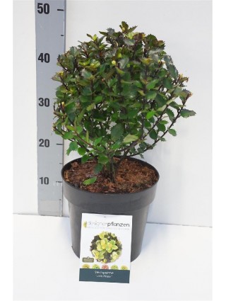 Bugienis (Lot Ilex mes.) 'Little Pirat' 25-30 CM RUTULYS C4/P21-BUGIENIAI-KRŪMAI