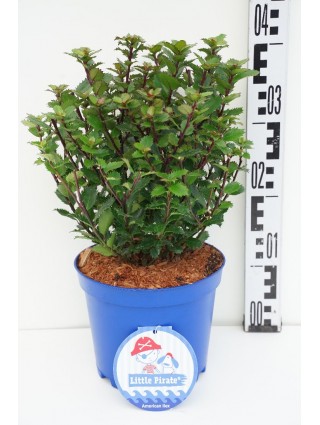 Bugienis (Lot Ilex mes.) 'Little Pirat' C3/P19 30-40 CM-BUGIENIAI-KRŪMAI