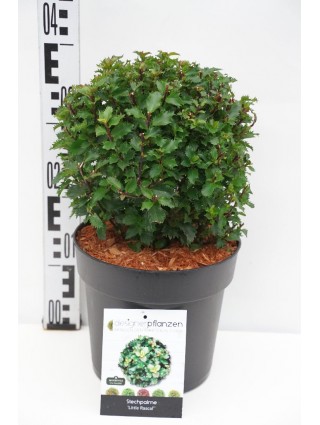 Bugienis (Lot Ilex mes.) 'Little Rascle' 25-30 CM RUTULYS C4/P21-BUGIENIAI-KRŪMAI