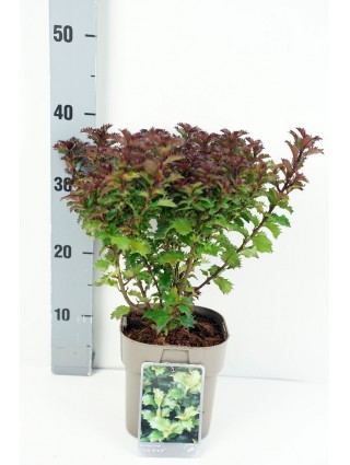 Bugienis (Lot Ilex mes.) 'Little Rascle' C2/P17 25-30 CM-BUGIENIAI-KRŪMAI