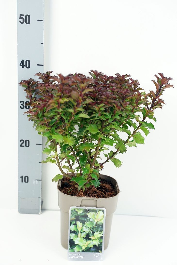 Bugienis (Lot Ilex mes.) 'Little Rascle' C2/P17 25-30 CM-BUGIENIAI-KRŪMAI