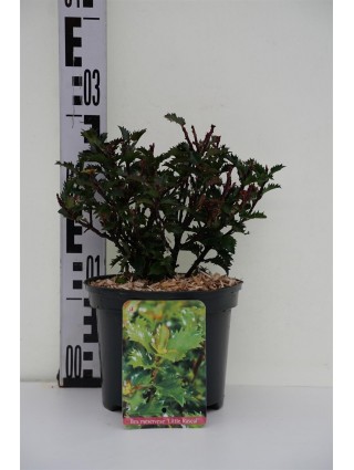 Bugienis (Lot Ilex mes.) 'Little Rascle' C2/P17 20-25 CM-BUGIENIAI-KRŪMAI