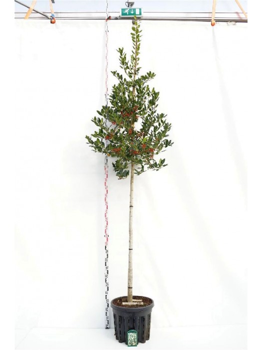 Bugienis (Lot Ilex) 'Nellie R. Stevens' C50 KOTO APIMTIS 12-14 CM-BUGIENIAI-KRŪMAI