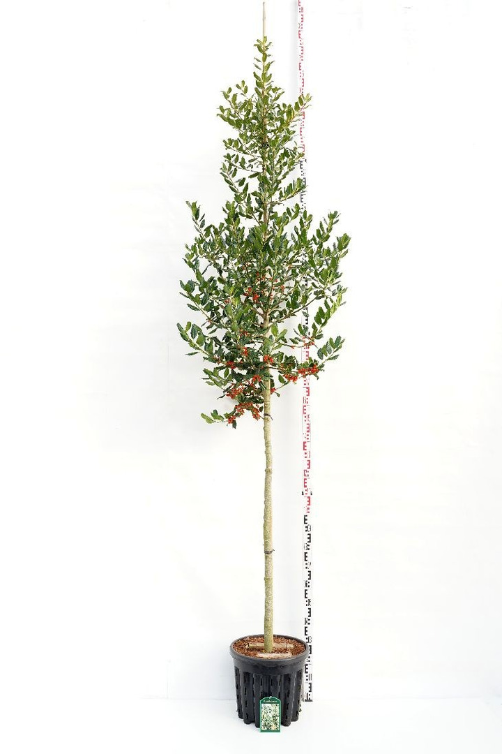 Bugienis (Lot Ilex) 'Nellie R. Stevens' C35 KOTO APIMTIS 10-12 CM-BUGIENIAI-KRŪMAI