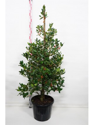 Bugienis (Lot Ilex) 'Nellie R. Stevens' C30 125-150 CM-BUGIENIAI-KRŪMAI