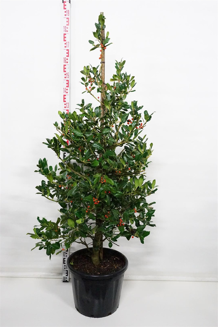 Bugienis (Lot Ilex) 'Nellie R. Stevens' C30 125-150 CM-BUGIENIAI-KRŪMAI