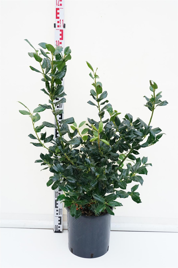 Bugienis (Lot Ilex) 'Nellie R. Stevens' C10 40-60 CM-BUGIENIAI-KRŪMAI